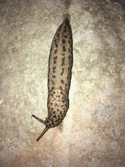 Limax maximus