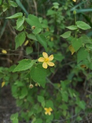 Abutilon viscosum