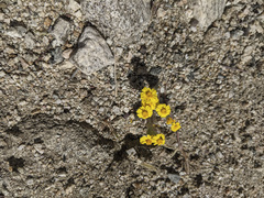Eriophyllum wallacei