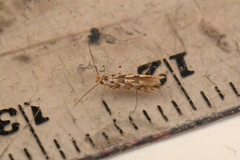 Phyllonorycter nipigon