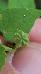 Abutilon viscosum