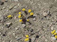 Eriophyllum wallacei