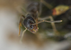 Lasius platythorax