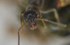 Lasius platythorax