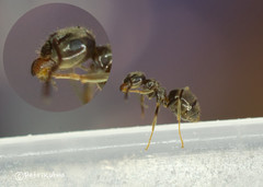 Lasius platythorax