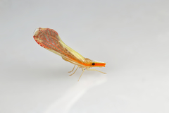 Shellenius ballii