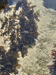 Oligocottus maculosus