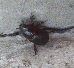 Archophileurus