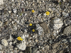 Eriophyllum wallacei