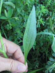 Scorpiurus vermiculatus