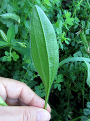 Scorpiurus vermiculatus