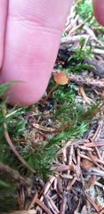 Fungi