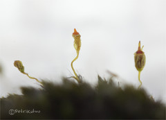 Grimmia muehlenbeckii