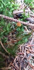 Fungi
