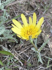 Tragopogon dasyrhynchus