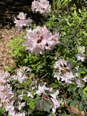 Rhododendron atlanticum
