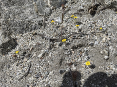 Eriophyllum wallacei