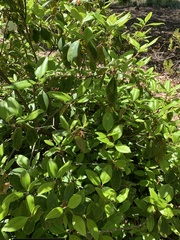 Rhododendron chapmanii