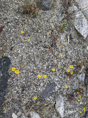 Eriophyllum wallacei