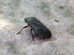Deois flexuosa