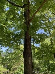 Acer leucoderme