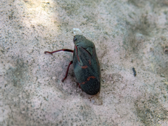 Deois flexuosa