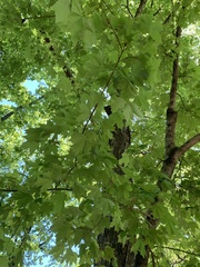 Acer leucoderme