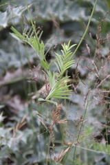 Onobrychis biebersteinii