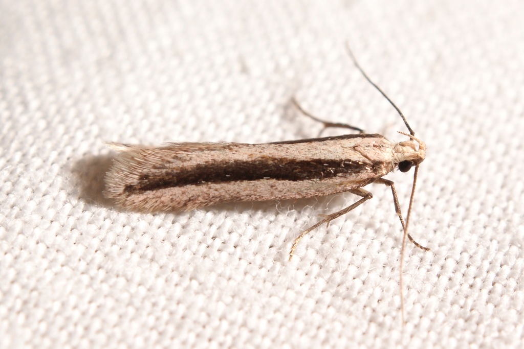 Mirificarma interrupta