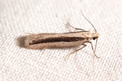 Mirificarma interrupta