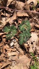 Dicentra canadensis