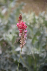 Onobrychis biebersteinii