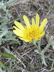 Tragopogon dasyrhynchus