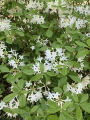Rhododendron alabamense