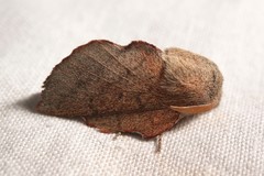 Phyllodesma kermesifolia