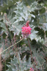 Onobrychis biebersteinii