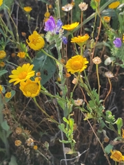 Glossopappus macrotus