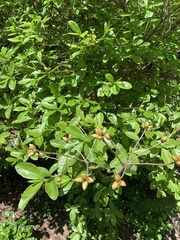 Rhododendron colemanii