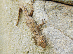 Mediodactylus heterocercus