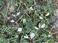 Astragalus guttatus