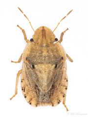 Sciocoris sulcatus