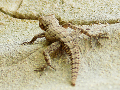 Mediodactylus heterocercus