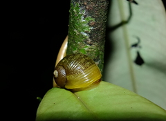 Simpulopsis corrugata