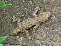 Mediodactylus heterocercus