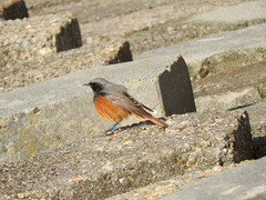 Phoenicurus ochruros phoenicuroides