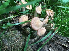 Desarmillaria caespitosa image