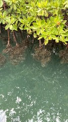 Crassostrea rhizophorae