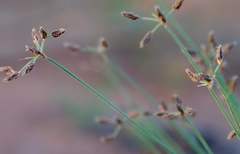 Bulbostylis hispidula pyriformis