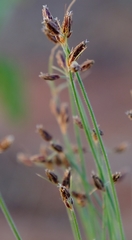 Bulbostylis hispidula pyriformis