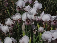 Iris lortetii